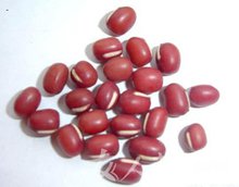 海红豆、相思子、赤小豆都是红豆，哪种才是古人诗中的“相思豆”