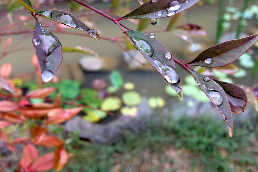 空山新雨后,天气晚来秋