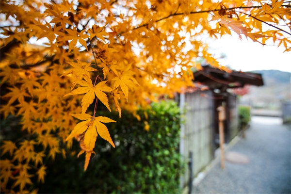 错过了樱花季，又是一年枫叶红