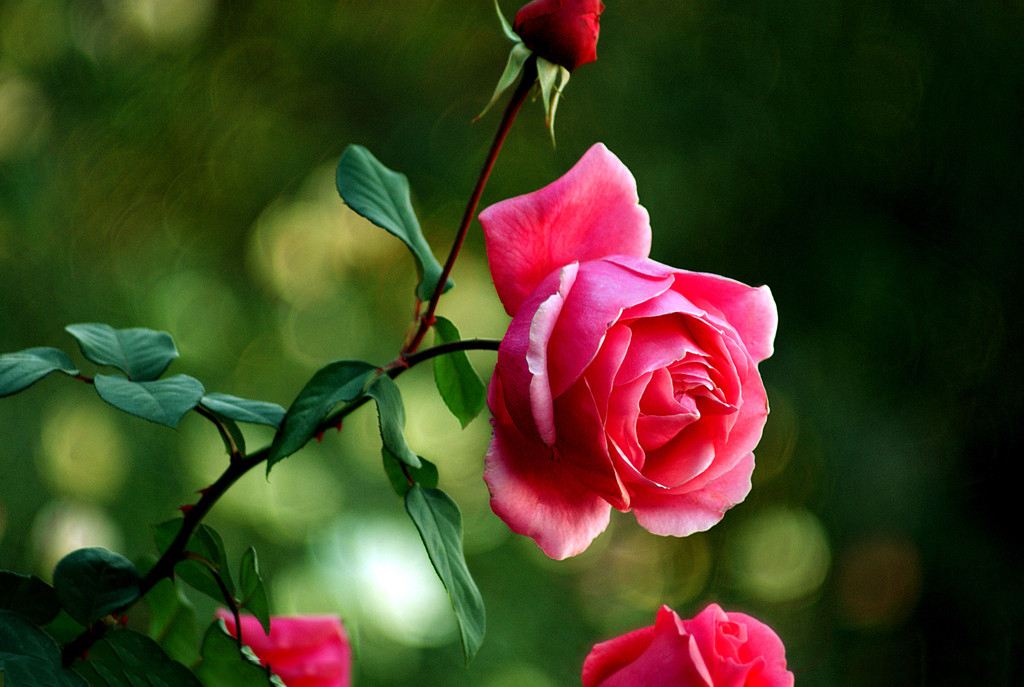 古诗咏花,意境非凡,花前月下,花落知多少