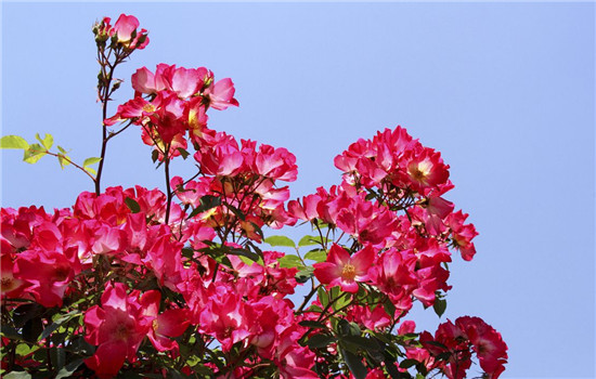 月季花的花语，代表着不同颜色的月季