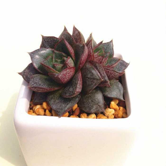 景天科拟石莲属多肉植物_景天科石莲花属