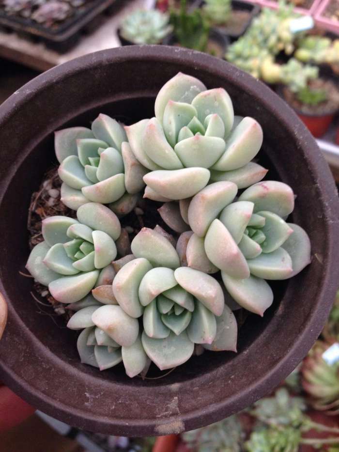 景天科拟石莲属多肉植物_景天科石莲花属 - 云林新闻励志网