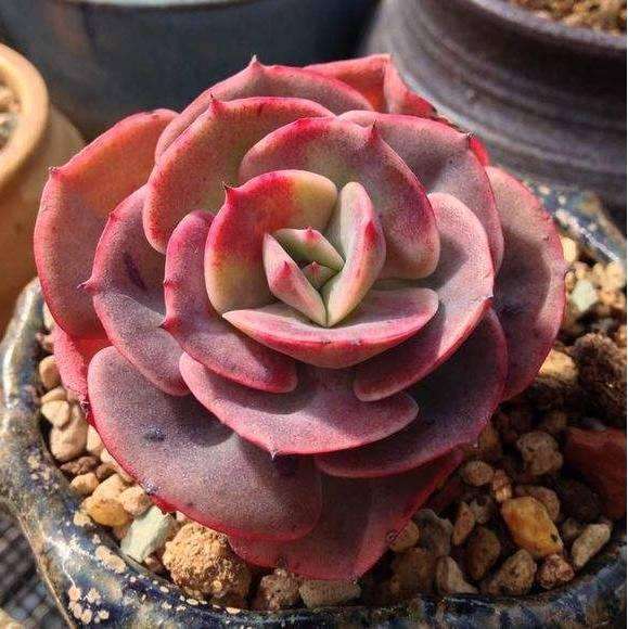 多肉植物中锦天科石莲花属19枚,小编给大家介绍了其中的9枚