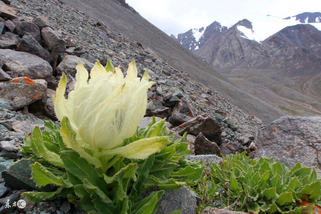 我是冰山上的一朵雪莲的诗咏雪莲的古诗