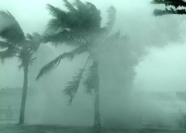 在海南，你可知道椰子树有多重要?