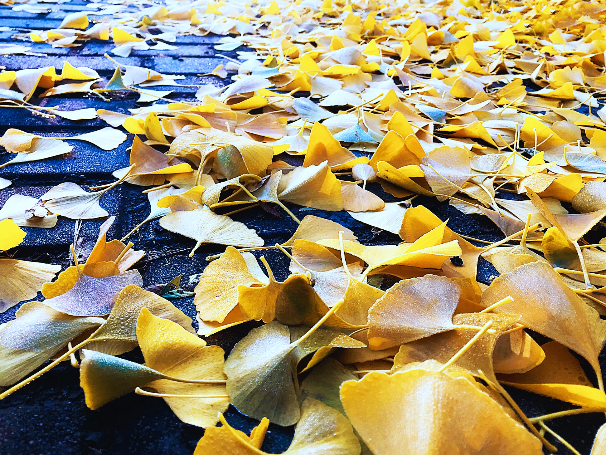 落叶他乡树 霜寒漂泊人