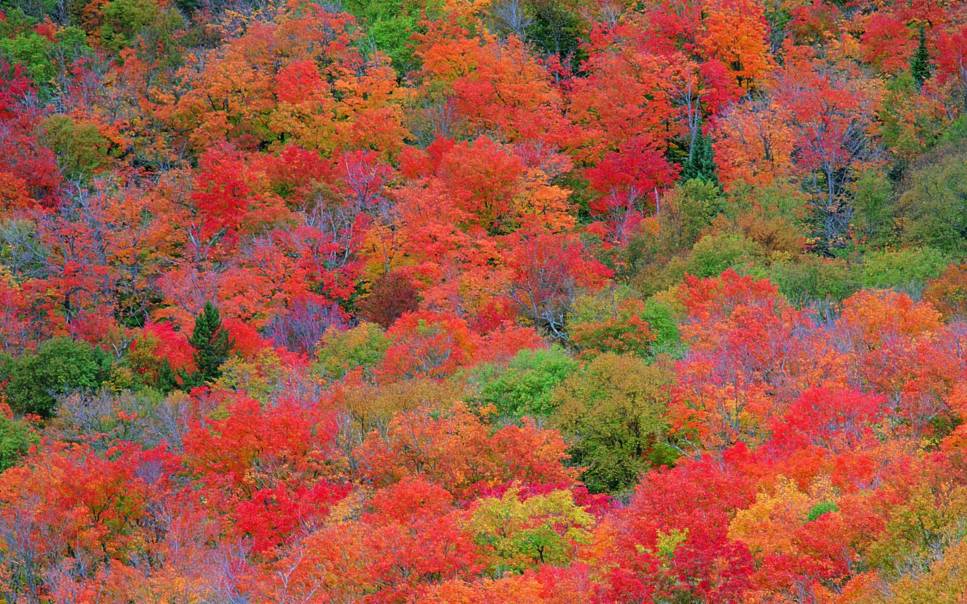 诗词鉴赏-秋天很短 思念很长，我们一起“野望”这美丽的秋天！
