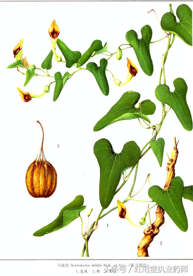 天仙藤功效_天仙藤性味归经