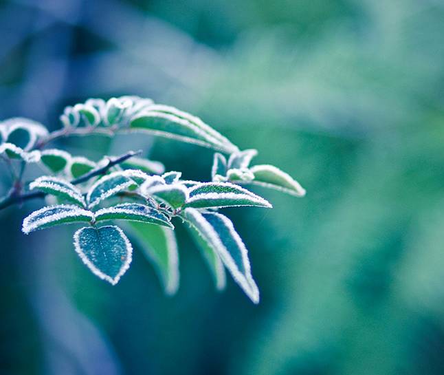 诗词鉴赏-经霜的岁月,更美