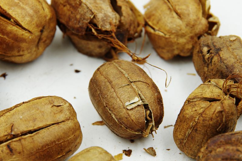 每天口服1mg马兜铃酸a会致癌_36种含马兜铃酸中药