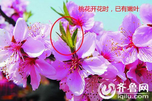 青岛初春赏花季 梅花桃花杏花樱花樱桃花咋区分