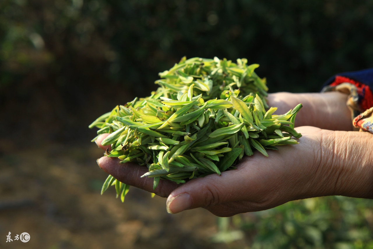 茶美美茶科普:中国十大名茶之庐山云雾茶