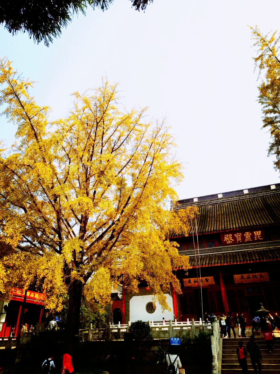 作为“南朝四百八十寺”之首的栖霞寺，即将迎来一年中最美的时候