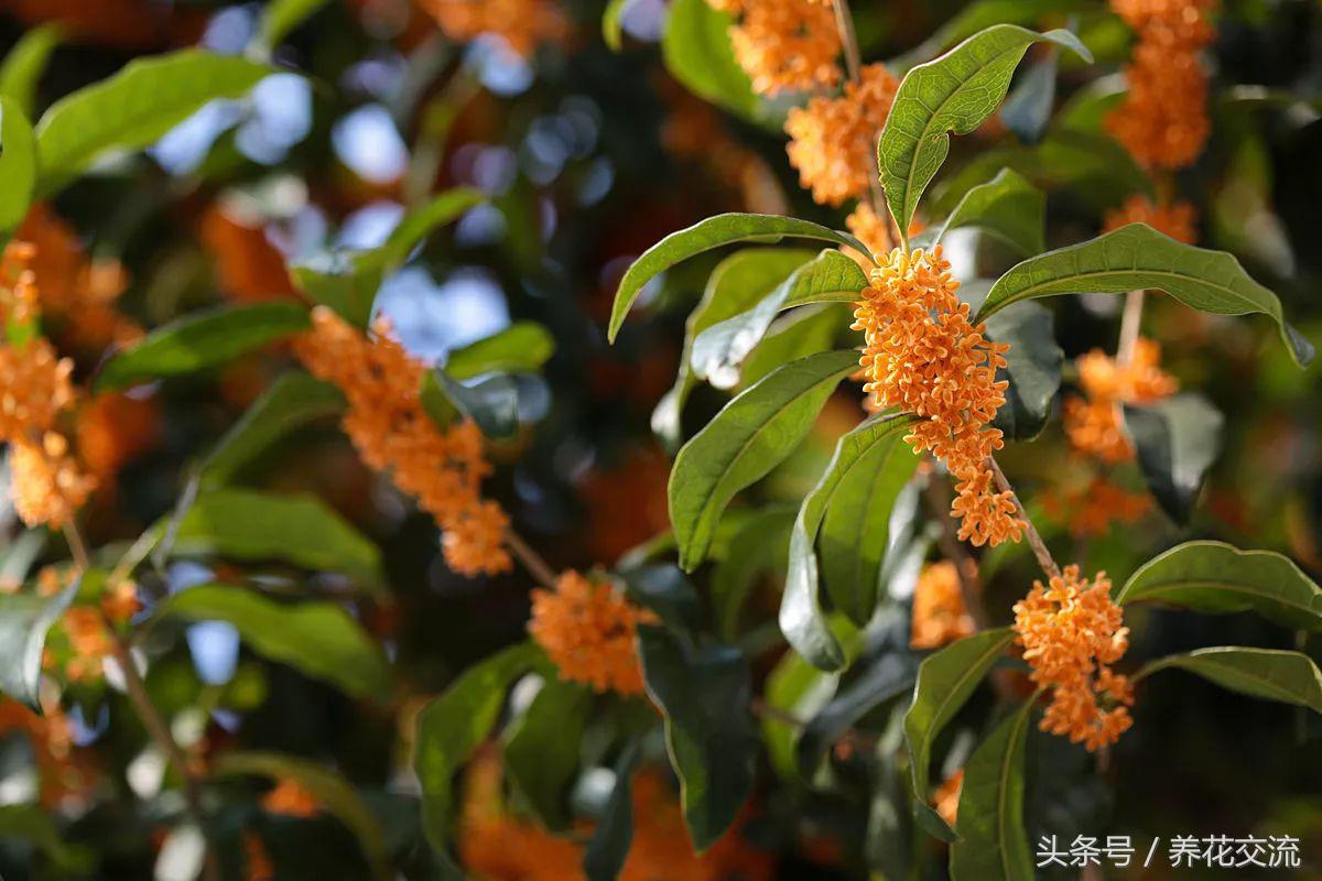 一种花的介绍_关于花的名称