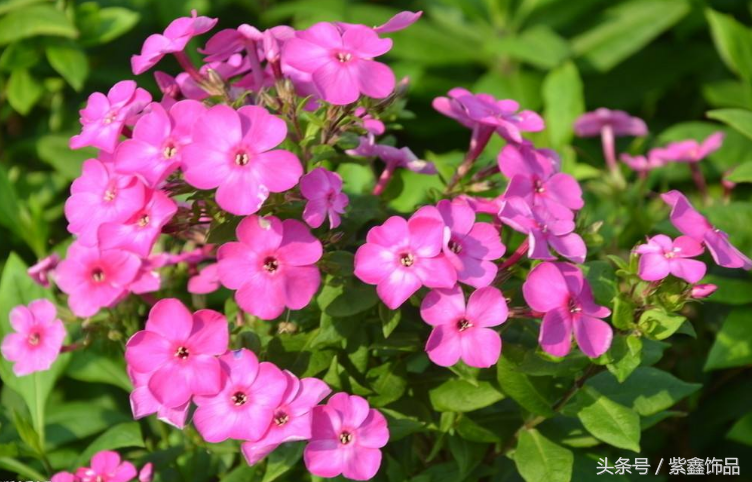 10,11月逛花市,这种花"别错过",天气越冷,越猛开