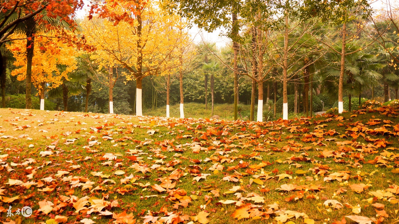 昨夜,西风偕着秋天里的最后一场雨,已经来过,打在林间的枫叶枝头,落了