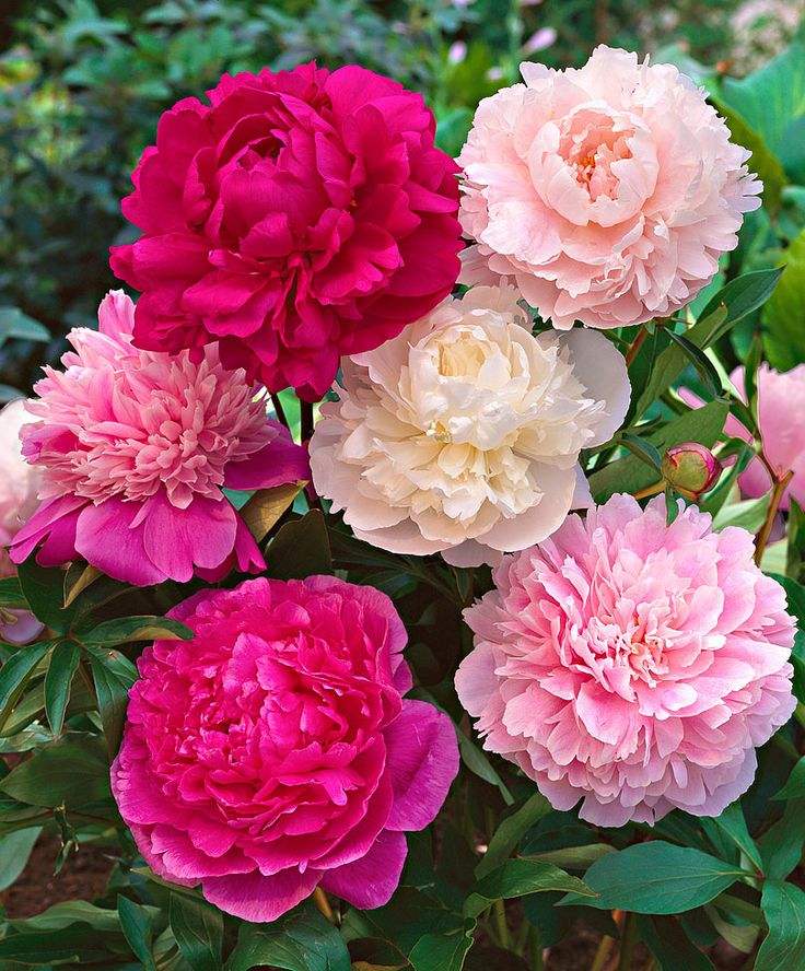 牡丹花和芍药花的区别是什么 牡丹花是芍药花吗 齐齐哈尔诗词网