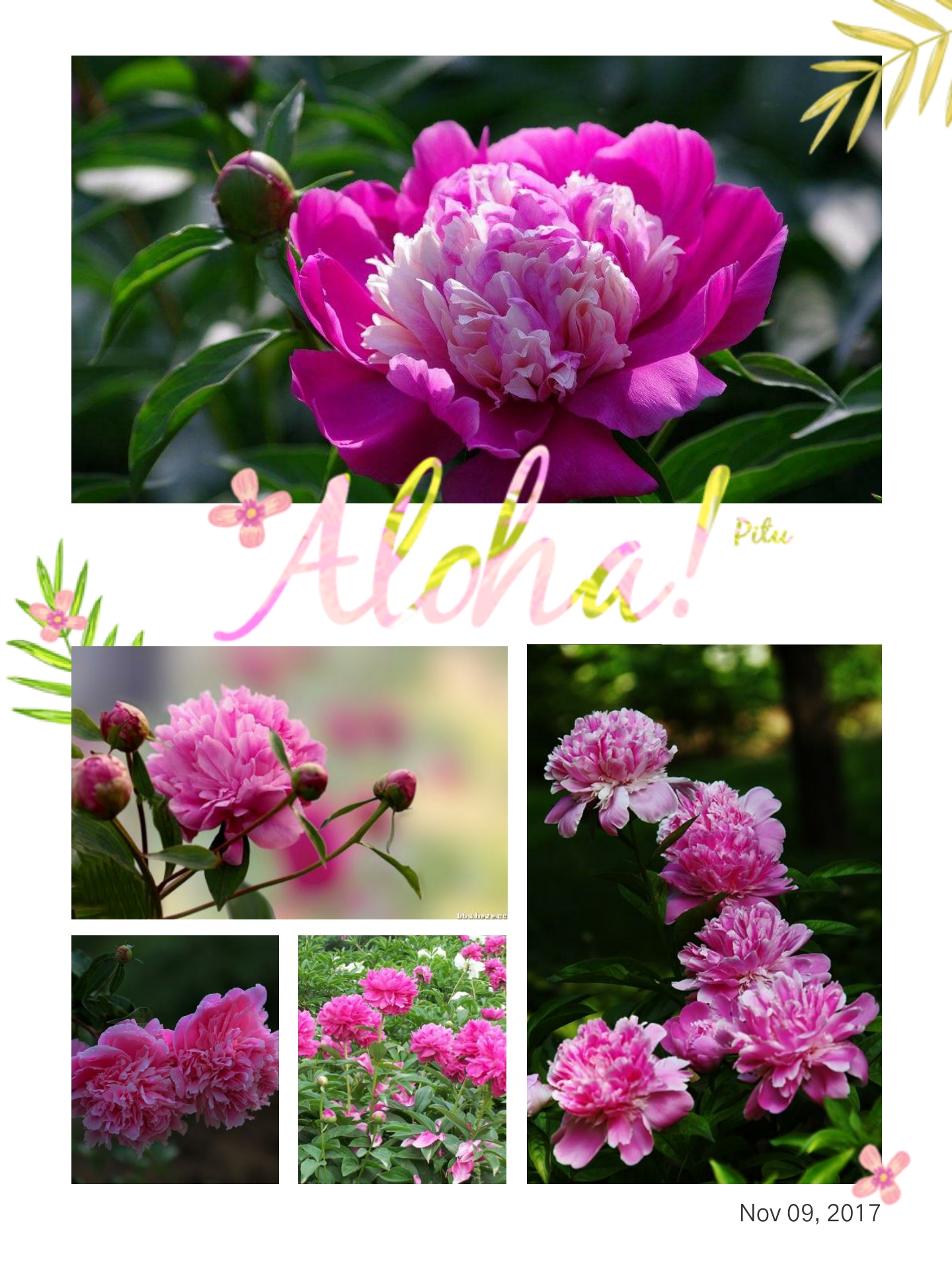 牡丹花和芍药花的区别是什么 牡丹花是芍药花吗 齐齐哈尔诗词网