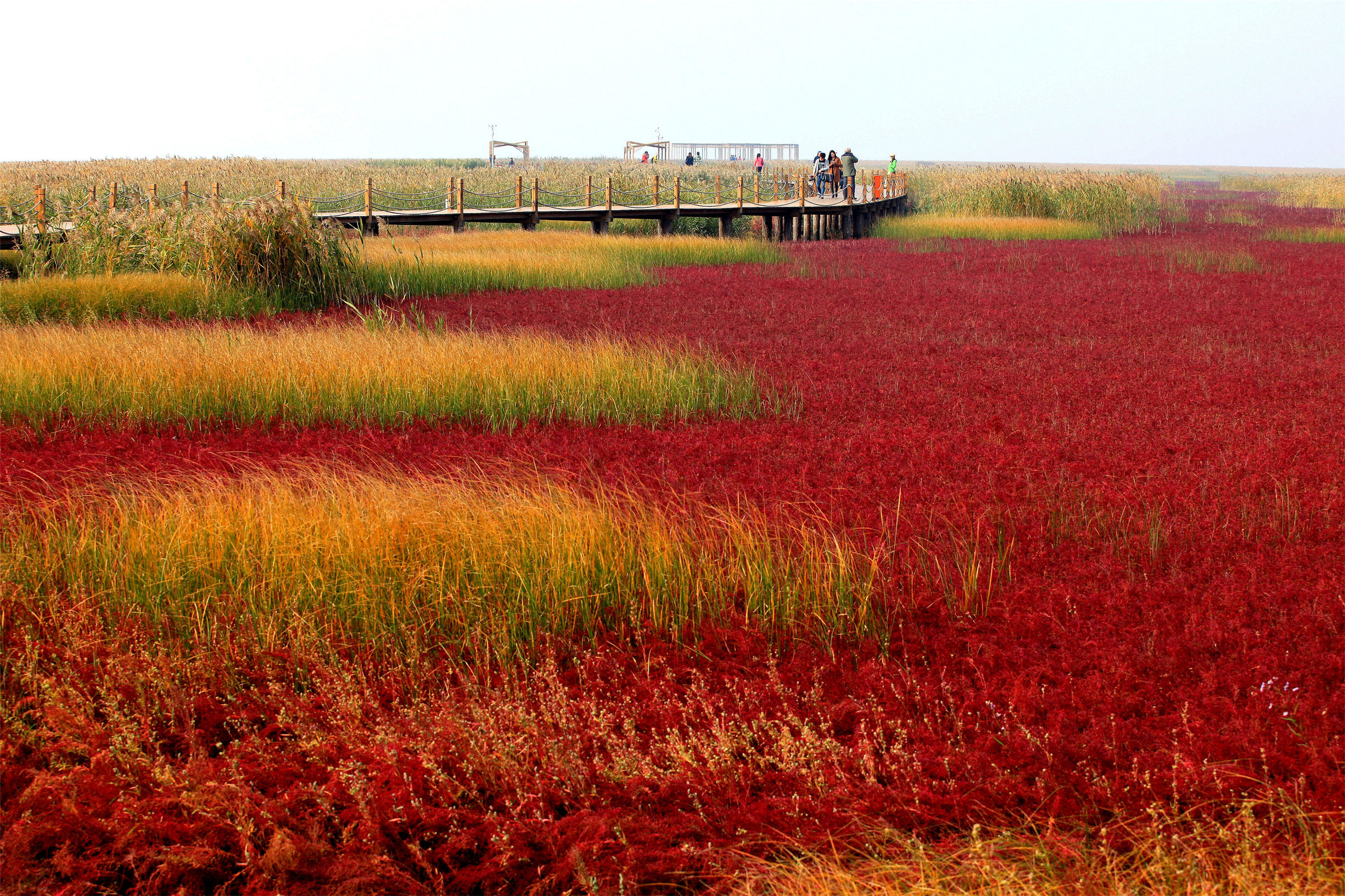 盘锦红海滩风景图片_盘锦红海滩导游词 - 密云旅游