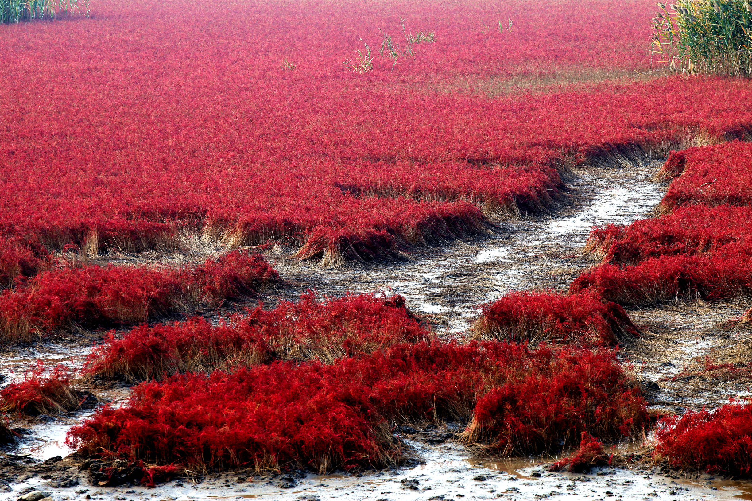 盘锦红海滩风景图片_盘锦红海滩导游词 - 密云旅游