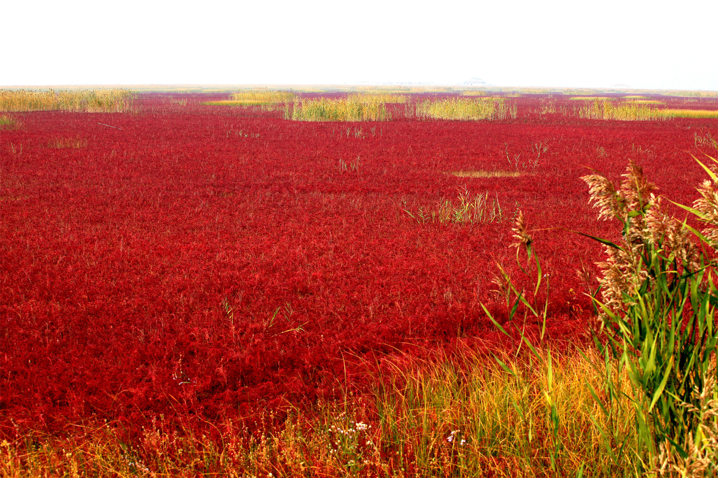 盘锦红海滩风景图片_盘锦红海滩导游词 - 密云旅游