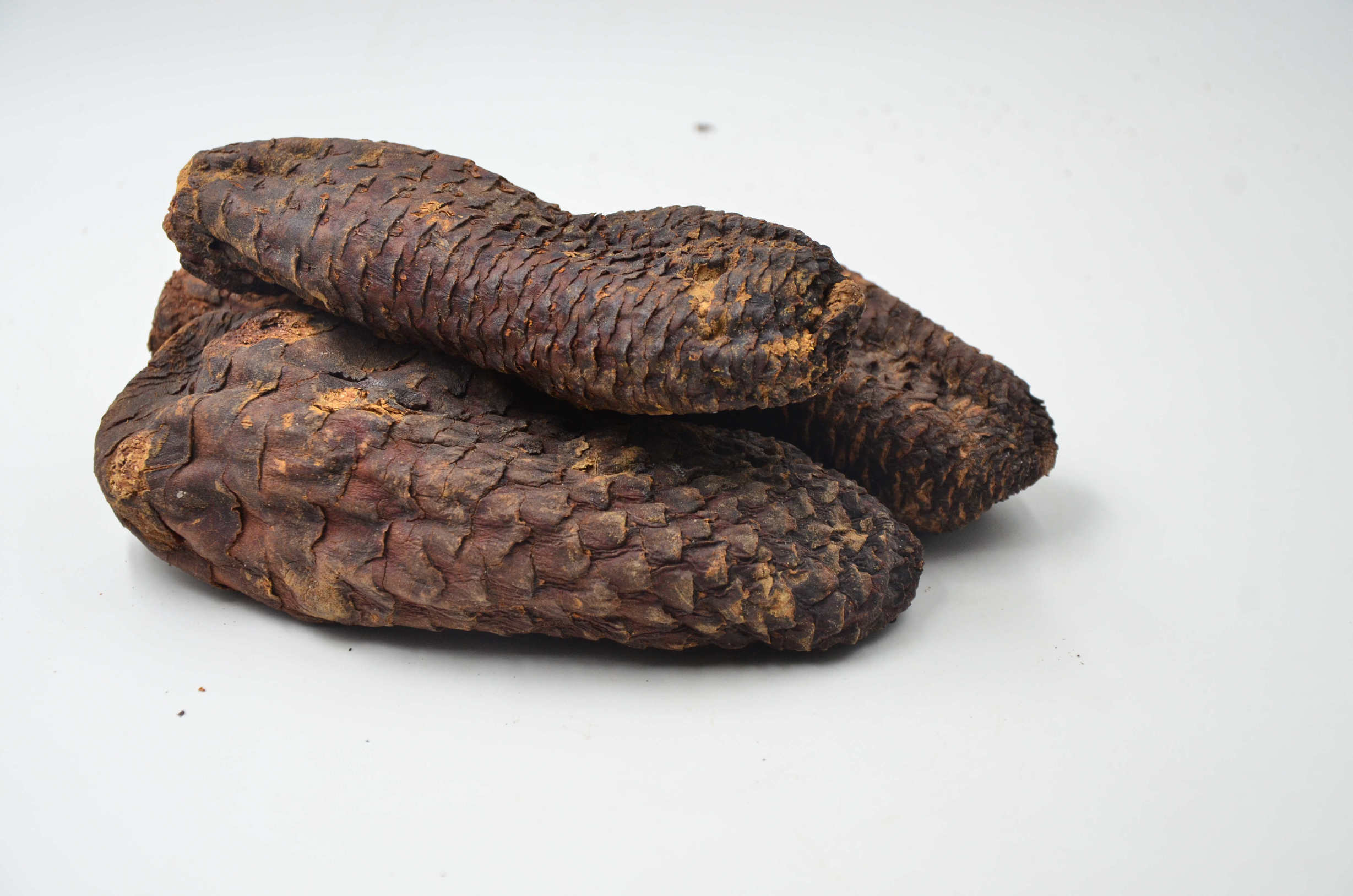 肉苁蓉是花苁蓉吗_肉苁蓉的花 - 云林新闻励志网