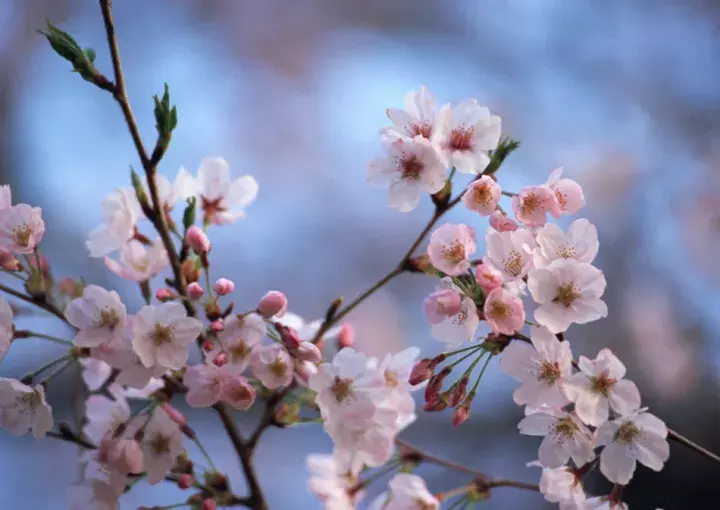 “江南无所有，聊赠一枝春”指的是哪一种梅花？