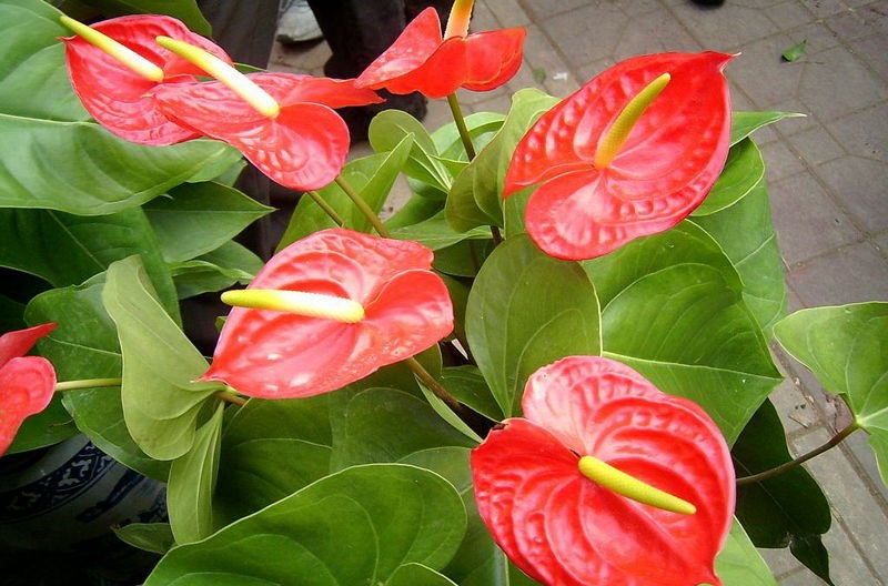 11月份的花_十一月份有哪些花盛开 - 云林新闻励志网