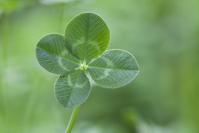 11月17日诞生花——蓍草花语「战斗」「勇敢」.