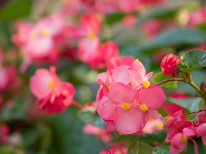 11月份的花十一月份有哪些花盛开