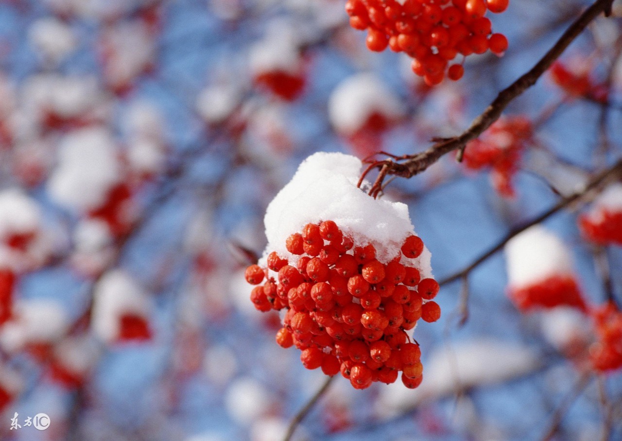 胡天八月即飛雪的即是什麼意思_胡天八月即飛雪的下一句是 - 成語詞句