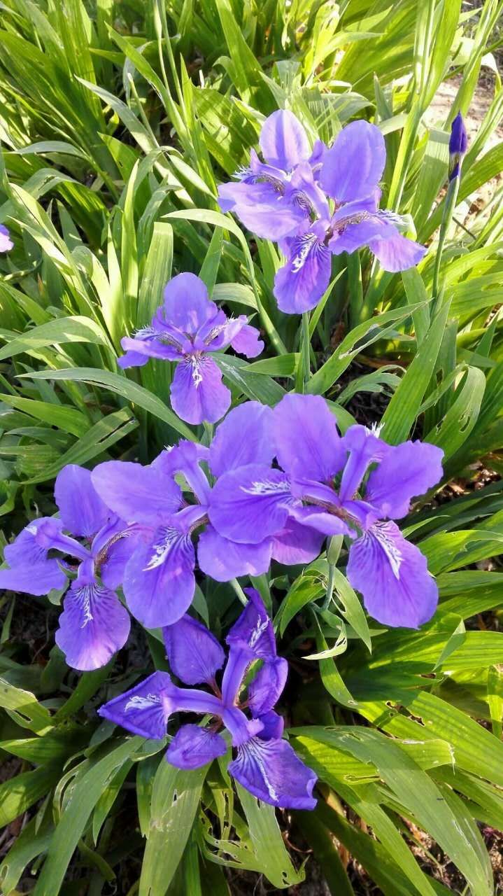 空谷幽兰独自香是什么意思空谷幽兰书评