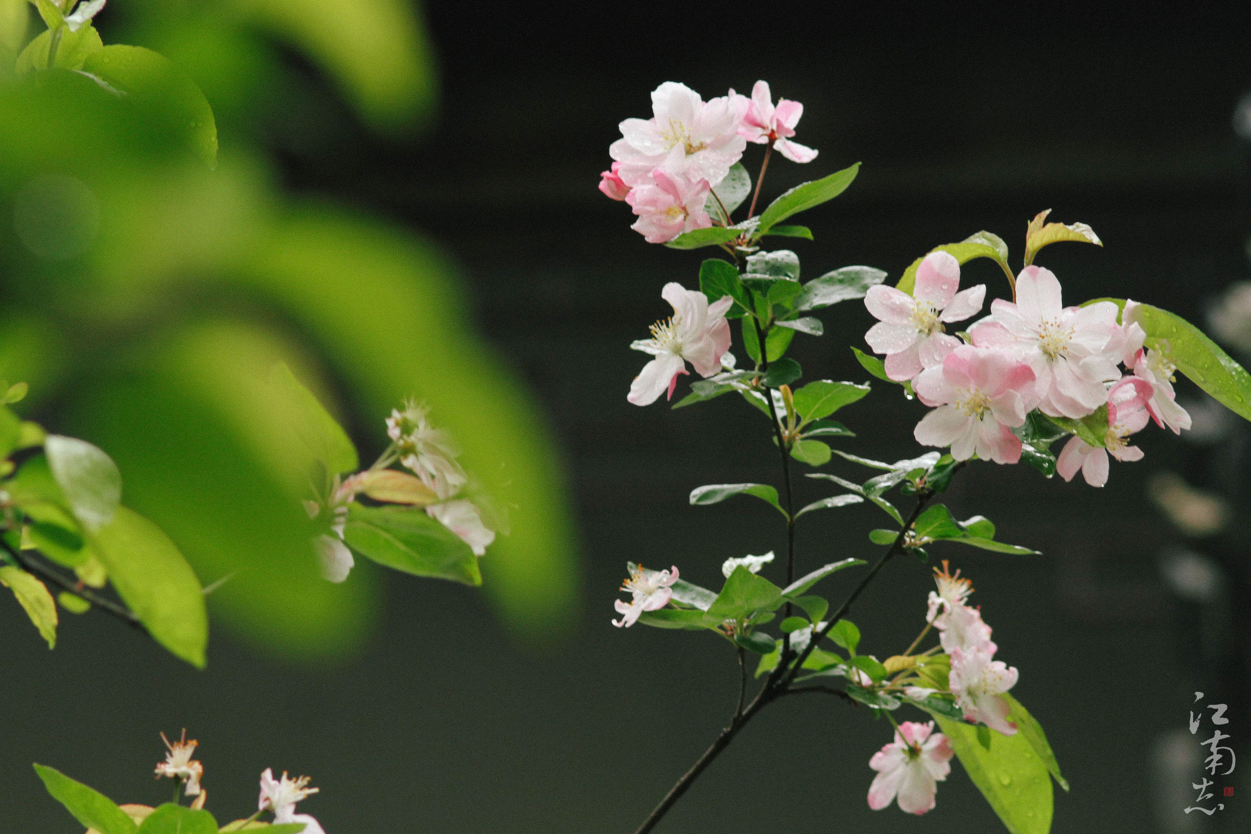 燕子不归春依然红窗月燕归花谢