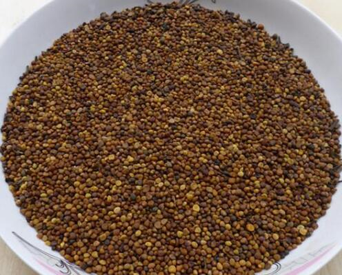 菟丝子热性凉性中药菟丝子的功效与作用是什么