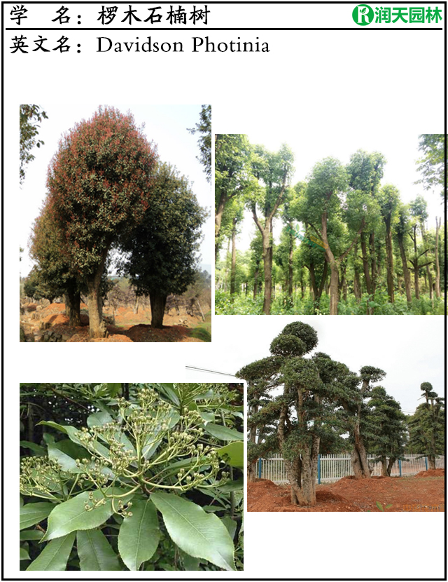 名贵苗木图谱：坚韧不拔石楠树和高贵环保椤木石楠树