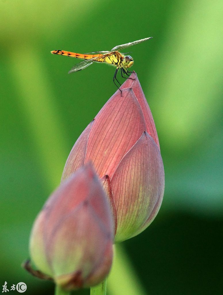 这是古诗里才有的意境,小荷才露尖尖角,早有蜻蜓立上头