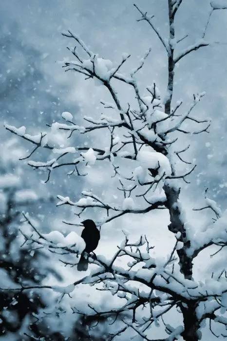 大雪至，冷虽冷矣，却也是良辰美景诗情画意