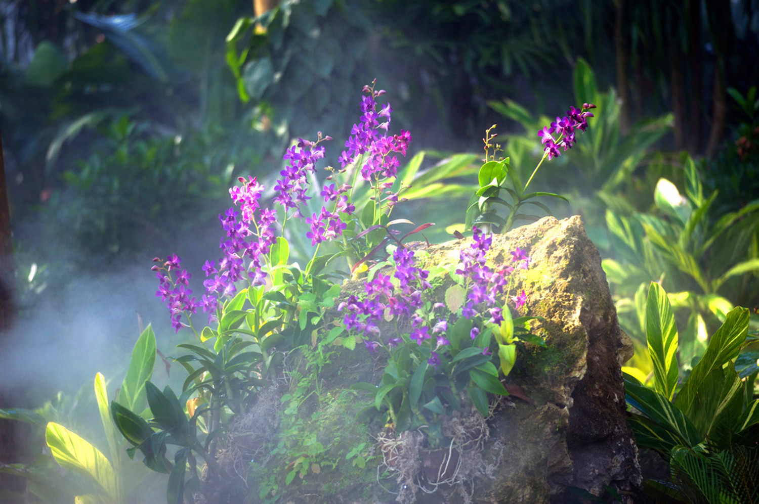 幽兰的诗词兰花幽香的诗