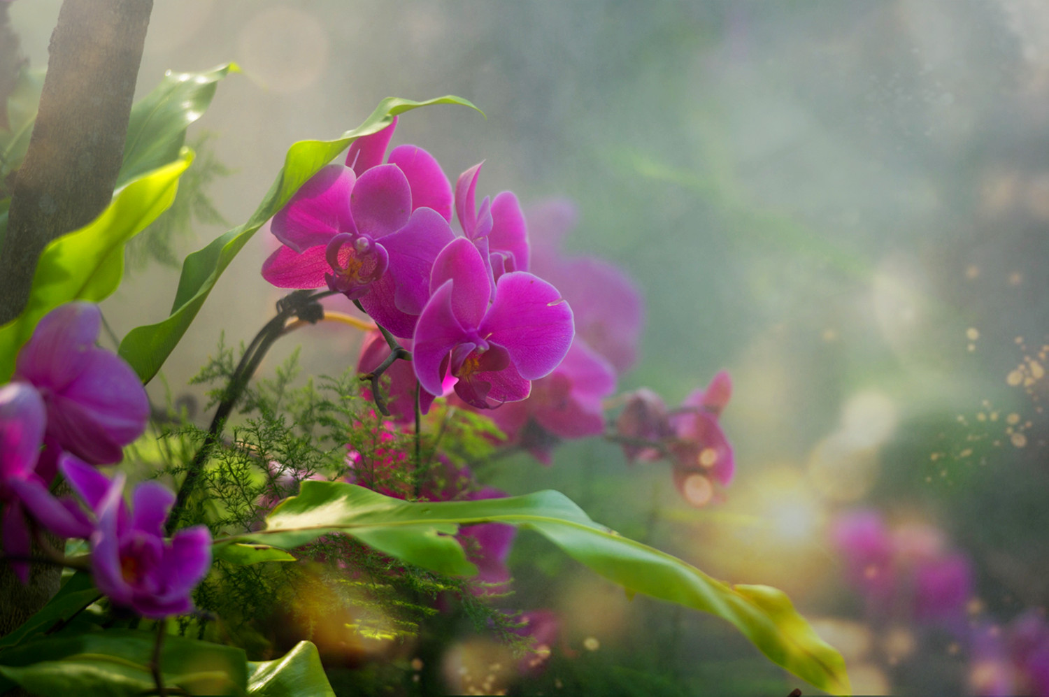 幽兰花(哲理美文)