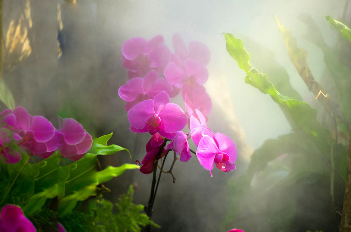 幽兰的诗词兰花幽香的诗