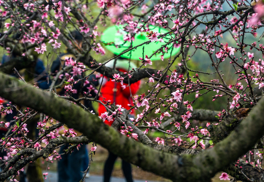 桂林周边游:水车赏桃花