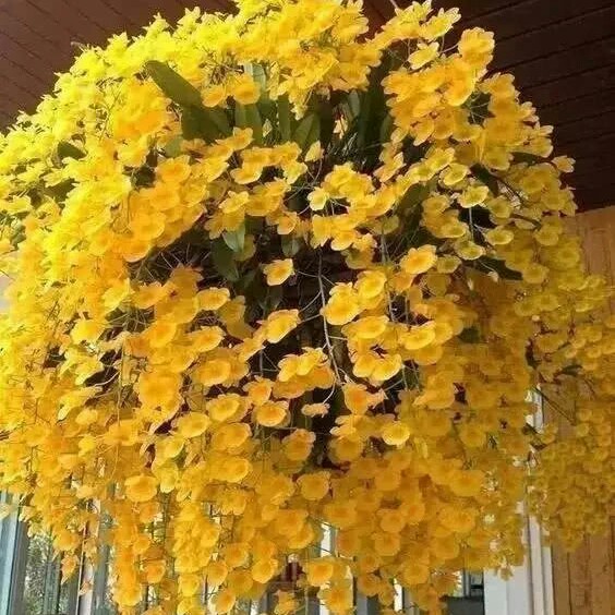 红花绿叶000097头像