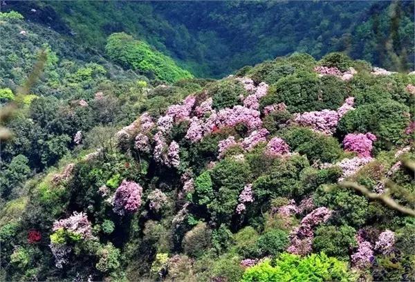 4月23日,金佛山杜鹃花节斗已经开幕了,最近,金佛山北坡山间的杜鹃也开