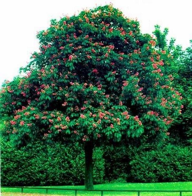 七叶树 - 成语词句网