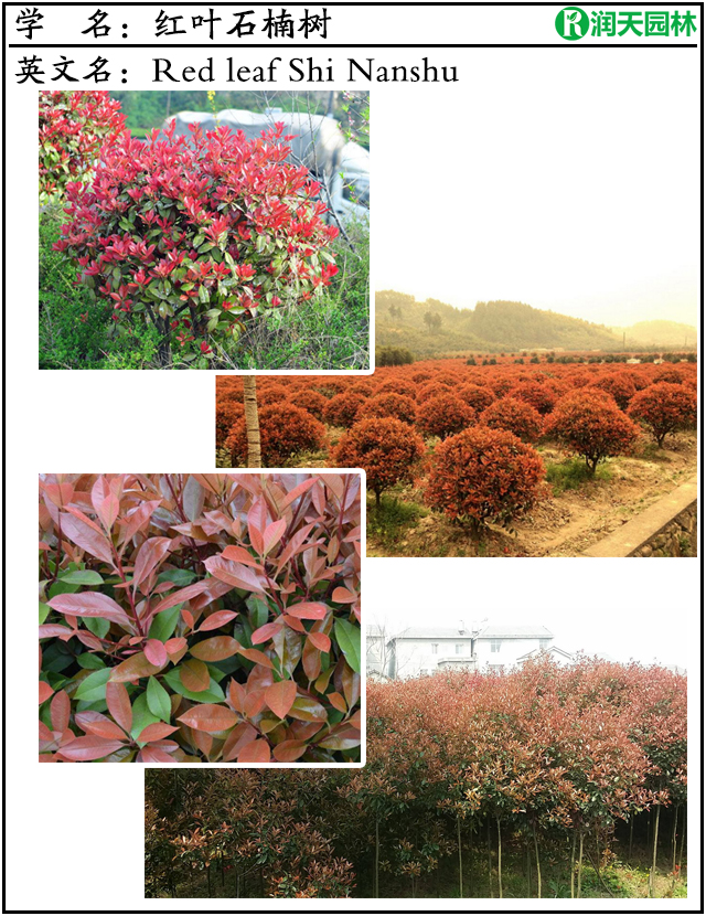 名贵苗木图谱：色彩艳丽红叶石楠和天竹兰竹南天竹树
