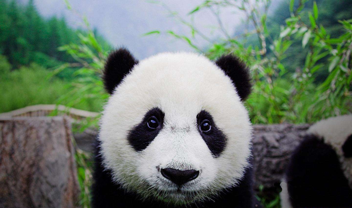 世界自然遗产——四川大熊猫栖息地由世界第一只大熊猫发现地宝兴县及