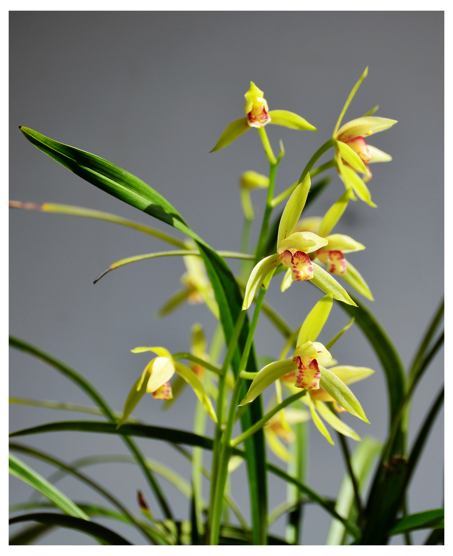 梅兰竹菊之兰花诗,诗文画兰意,孤芳不自赏,香雅亦怡情