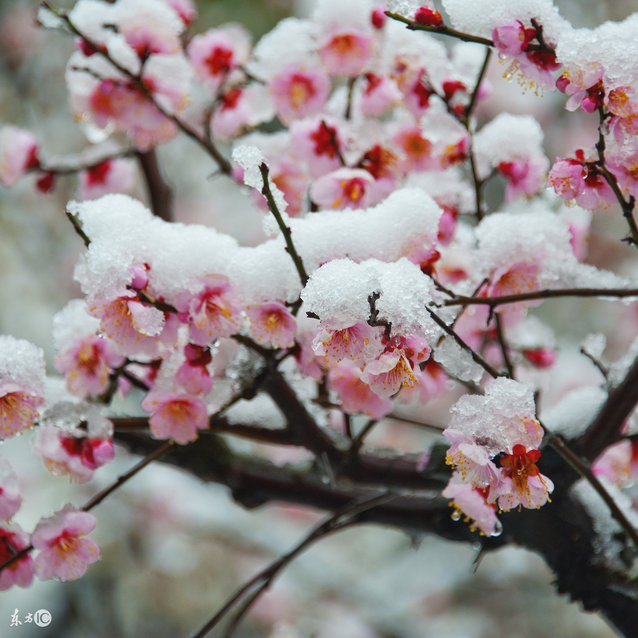 写出"梅须逊雪三分白,雪却输梅一段香"的卢梅坡,身世却是个谜