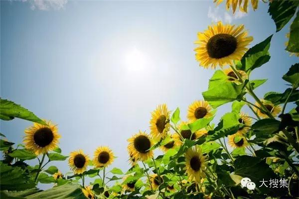 它是我的阳光我的花……它朝气蓬勃,象征着进取与奋进!